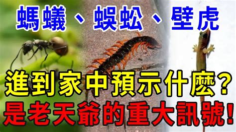 四腳蛇入屋風水|【四腳蛇入屋風水】四腳蛇入屋風水：預兆、禁忌與吉祥寓意